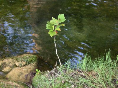 04 - Cypress Creek