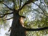 05 - Cypress Tree by Alan Bryant