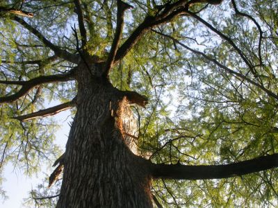 05 - Cypress Tree