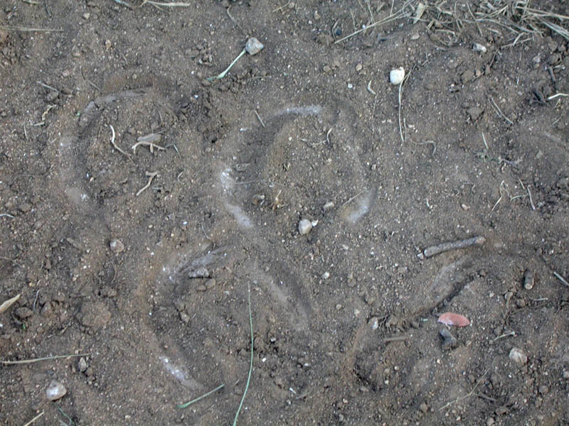 07 - Horseshoe Prints