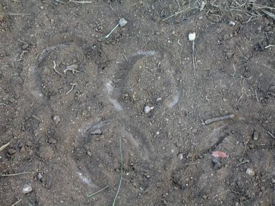 07 - Horseshoe Prints