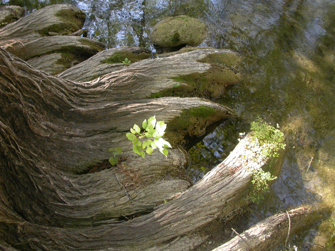 043 - Cypress Roots