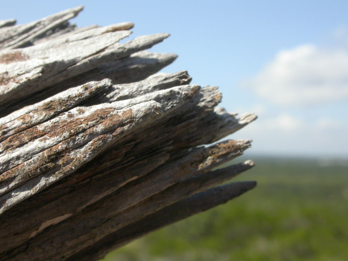 12 - Cedar Remains