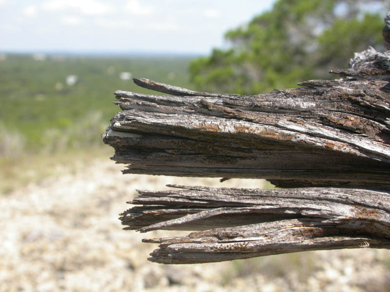 13 - Cedar Remains