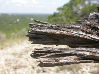 13 - Cedar Remains