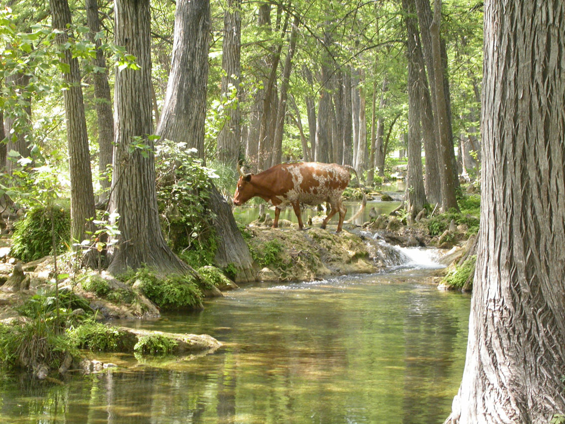 14 - Cow Crossing