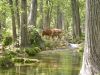 14 - Cow Crossing by Alan Bryant