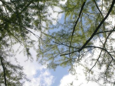 16 - View Up