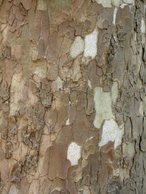 17 - Bark