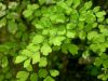 18 - Ferns by Alan Bryant