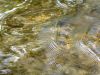 19 - Ripples by Alan Bryant