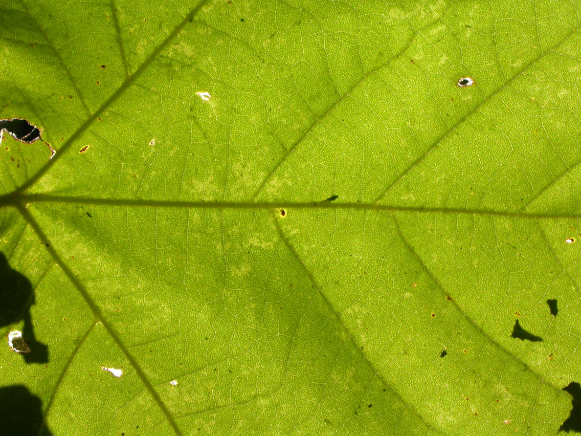 20 - Sun Through Leaf