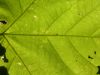 20 - Sun Through Leaf by Alan Bryant