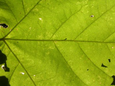 20 - Sun Through Leaf