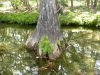21 - Cypress Creek by Alan Bryant