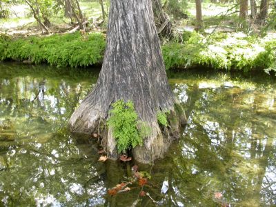 21 - Cypress Creek
