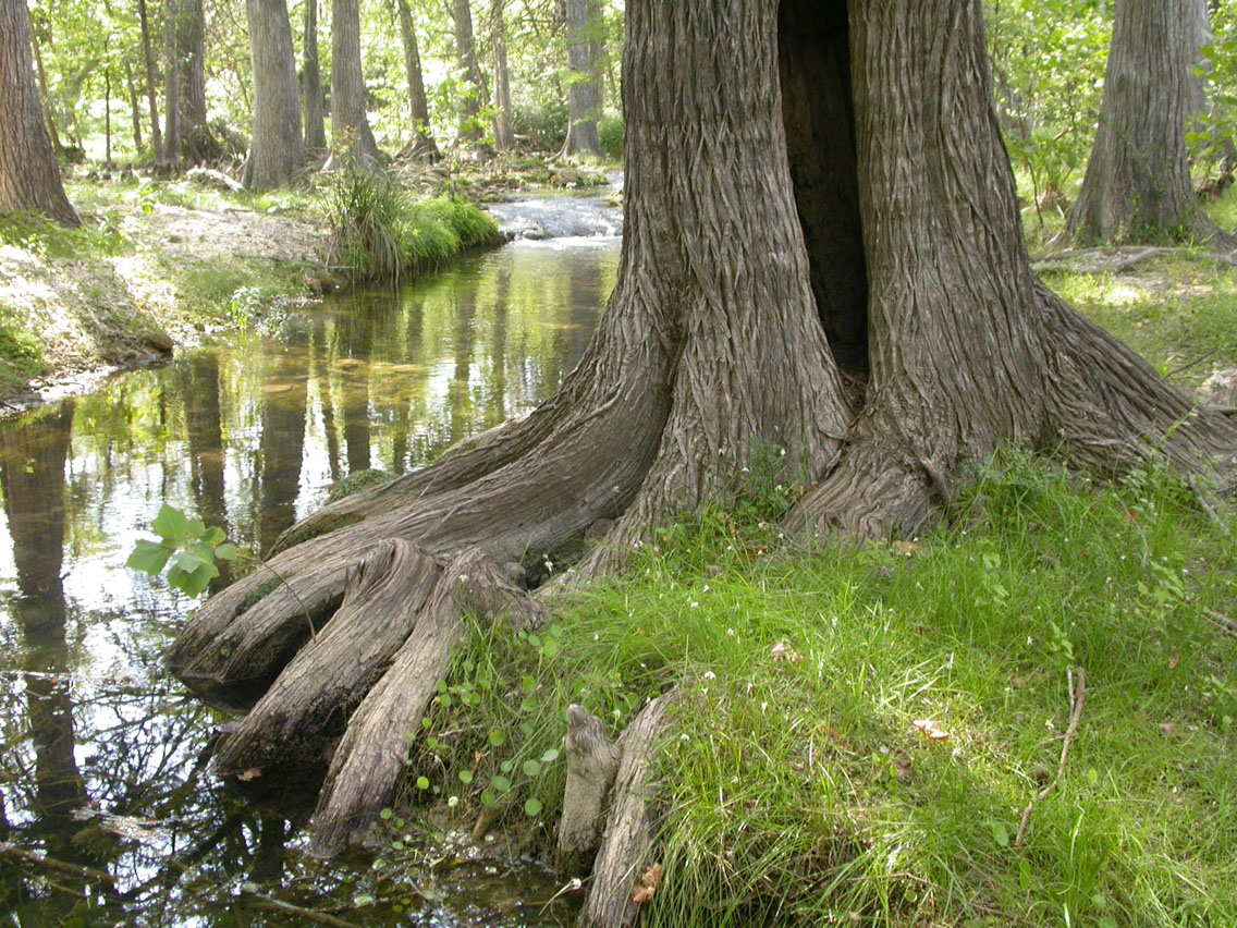 22 - Cypress Creek