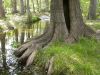 22 - Cypress Creek by Alan Bryant