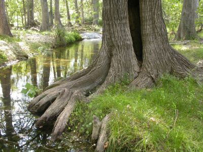 22 - Cypress Creek