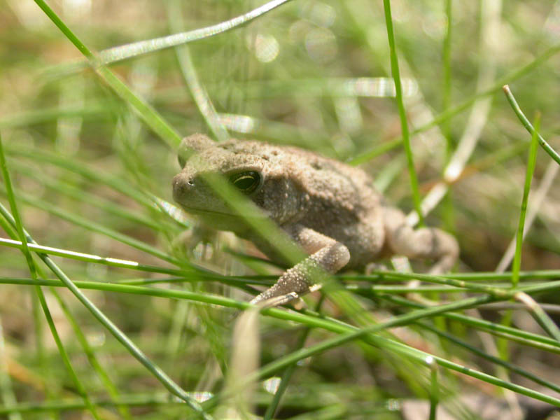 23 - Toad