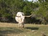 25 - Longhorn by Alan Bryant