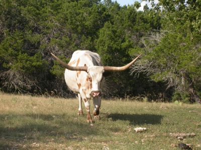 25 - Longhorn