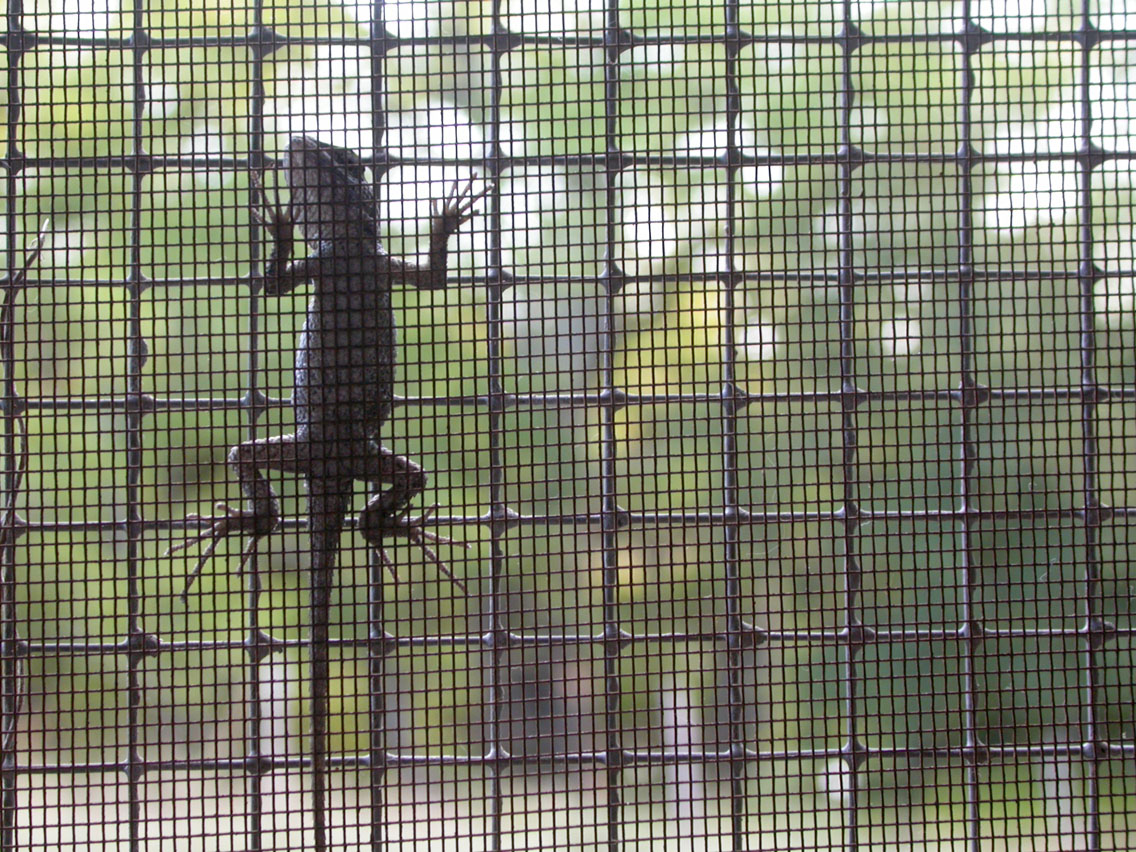 27 - Lizard