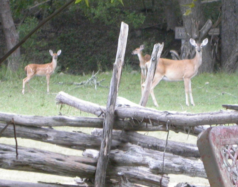 29 - Deer