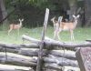 29 - Deer by Alan Bryant