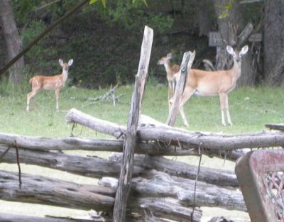 29 - Deer