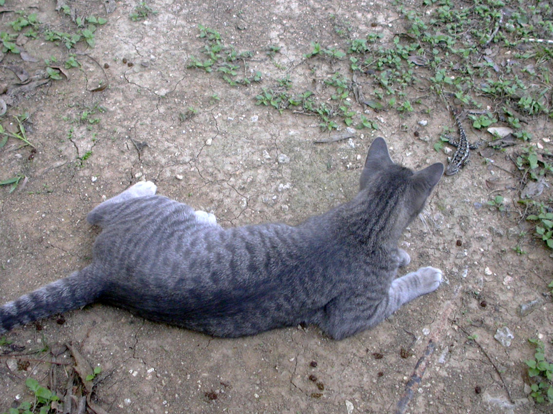 063 - Snack for Gypsy