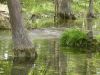 32 - Cypress Creek by Alan Bryant