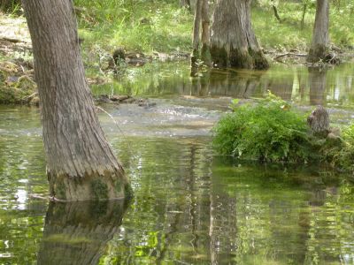 32 - Cypress Creek