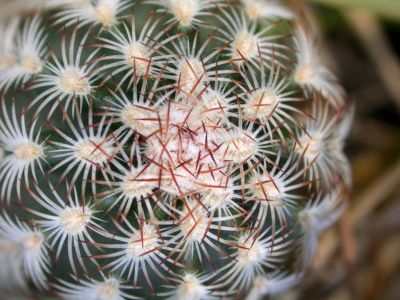 067 - Cactus