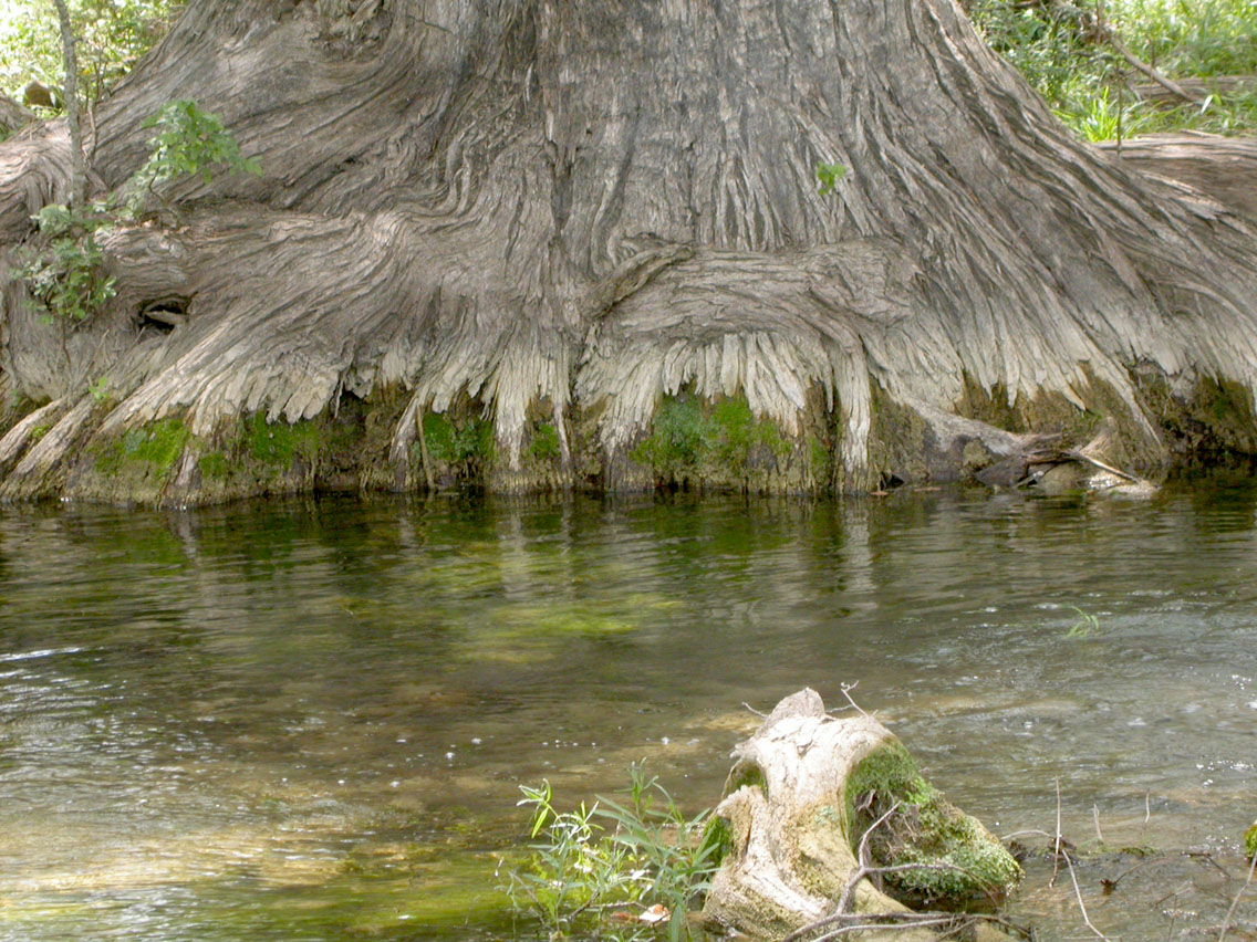 33 - Cypress Creek
