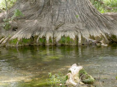 33 - Cypress Creek