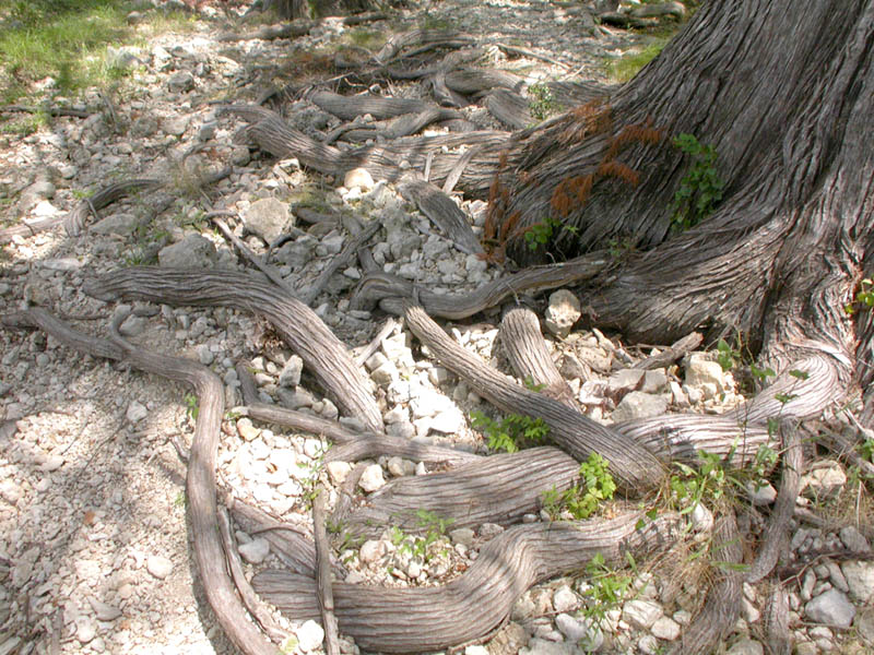 34 - Snake Pit
