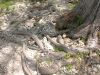 34 - Snake Pit by Alan Bryant