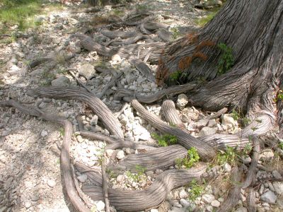 34 - Snake Pit