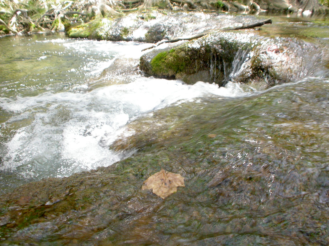 35 - Cypress Creek