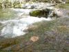 35 - Cypress Creek by Alan Bryant