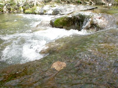 35 - Cypress Creek