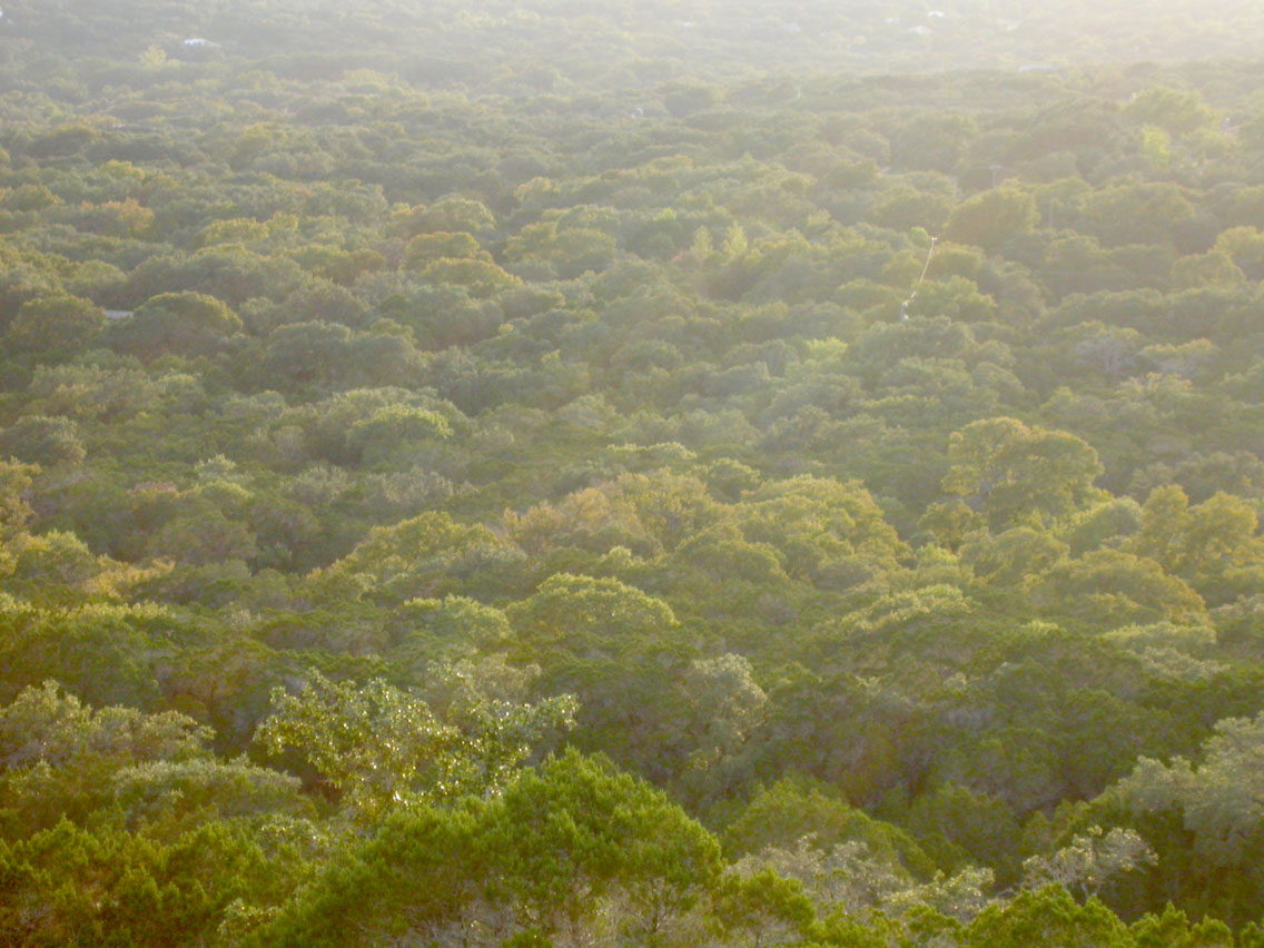 39 - Treetops