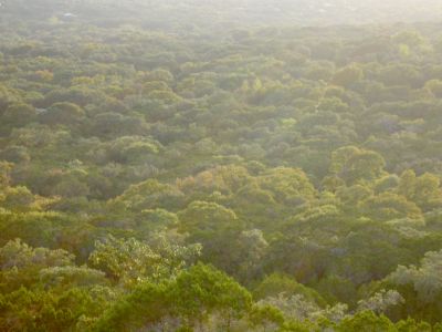 39 - Treetops