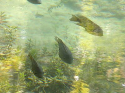 075 - Fish