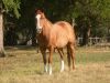 43 - Horse by Alan Bryant