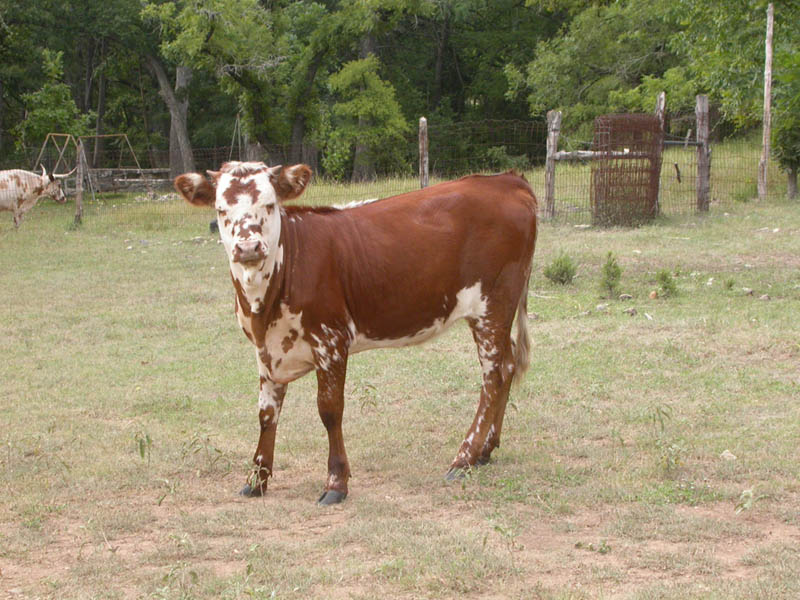 45 - Calf