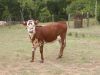 45 - Calf by Alan Bryant