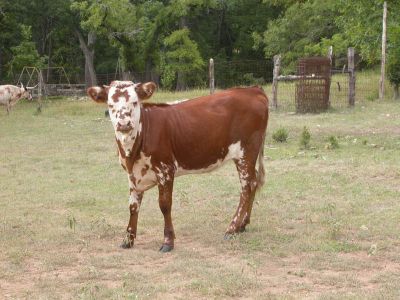 45 - Calf