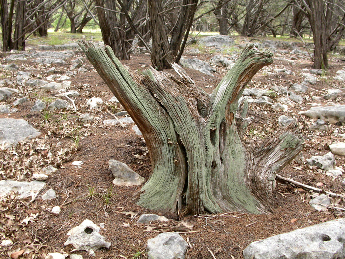 46 - Lichen